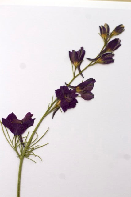 Handmade blank pressed flower greeting card (Larkspur)