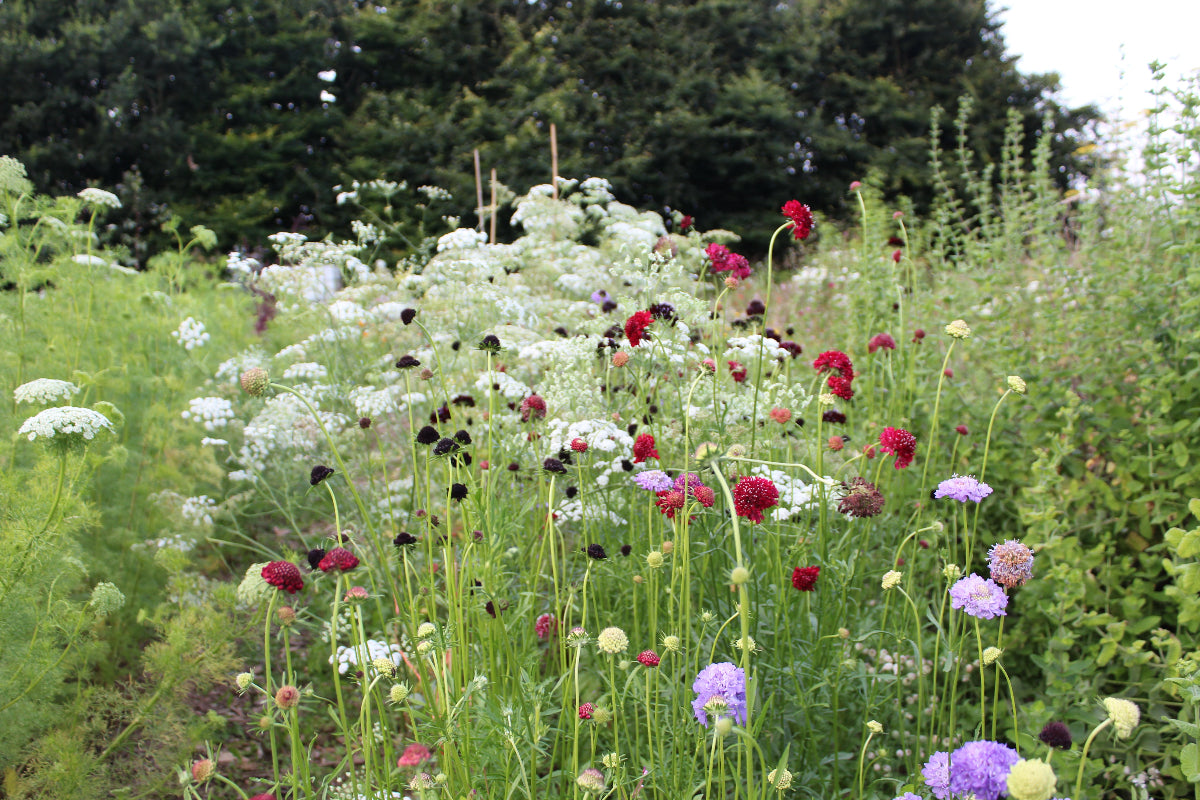 Flower field Ireland with flowers growing