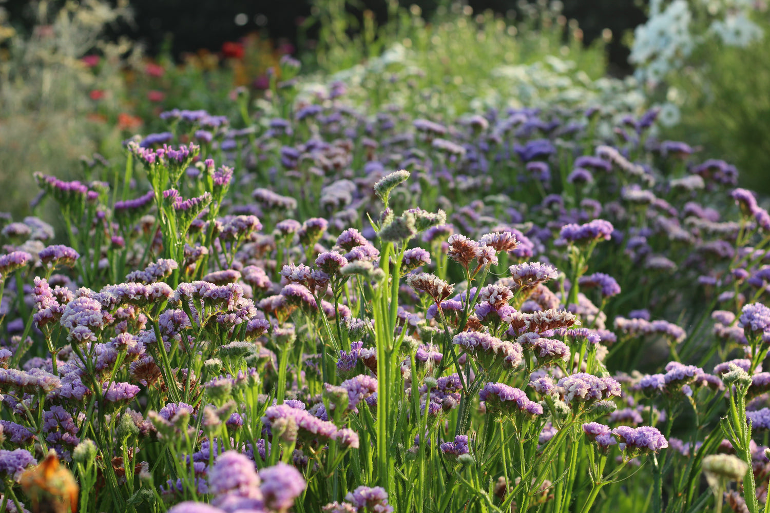 Purple statice growing in field