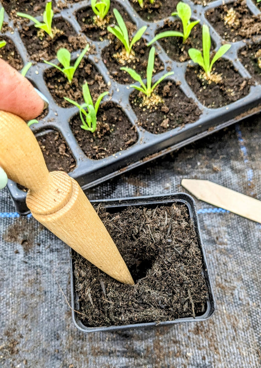 Handmade mini wooden seed dibber
